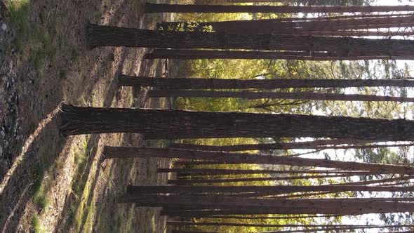 Vertical Video Autumn Forest with Trees in Ukraine Slow Motion
