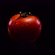 Red perfect tomato rotating on a black background. Fresh and firm tomato in 4K - VideoHive Item for Sale