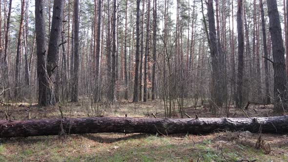 Trees in a Pine Forest During the Day Aerial View