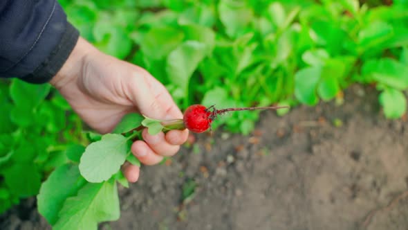 A Hand Holds a Red Radish Root Just Pulled Out of the Soil Closeup Against the Backdrop of a Garden