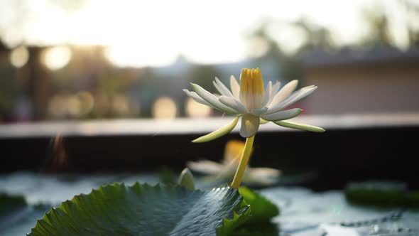 White Lotus Bloom In Thailand Resort Spa And Resort Serene