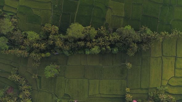 Aerial view of green rice fields in Bali, Indonesia