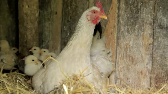 Chickens baby mother chicken, little chickens near the chicken