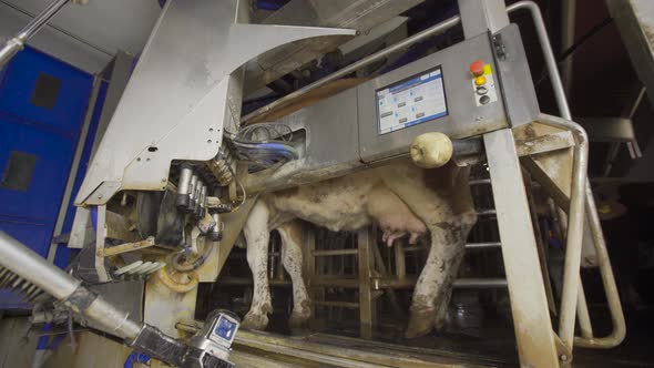 Farmer using automatic milking machine.