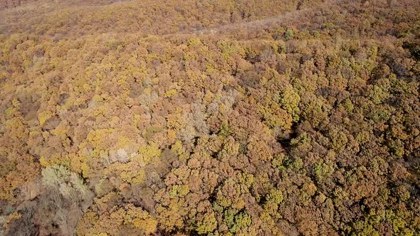 Aerial Shot of an Autumn Forest