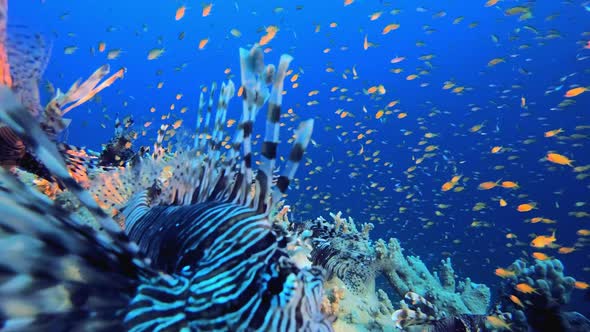 Underwater Tropical Schooling Lionfish