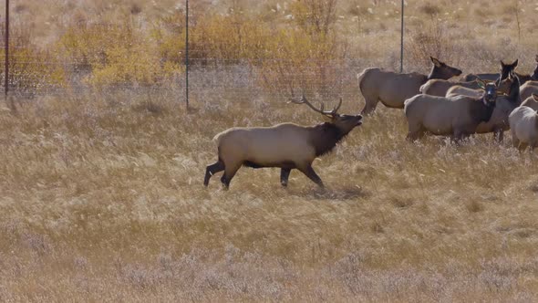 A herd of wild elks in the Rocky Mountain National Park