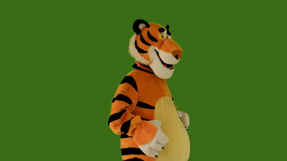 Tiger Dances on Green Screen Chromakey 422 10 Bit Belly Dance