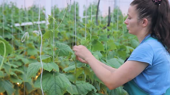 Woman Ties Up To the Cucumber Trellis and Cuts Tendrils of the Plant