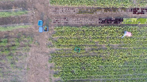 Two farmers working in field near greenhouse 