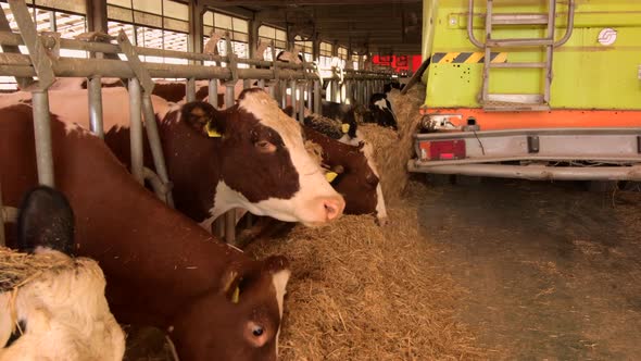 Feed machine that feeds cows.