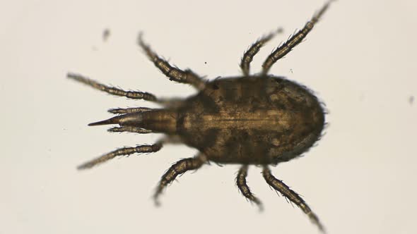 Mite Hypoaspis Miles Is a Predator, Inhabits the Upper Layers of the Soil
