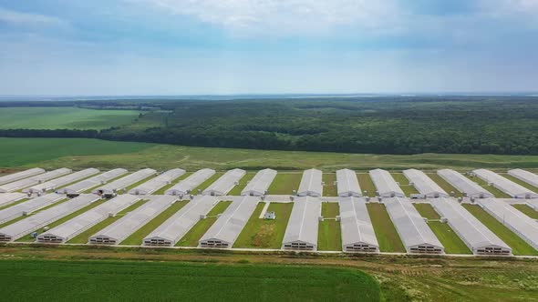 Rows of white buildings for farming outdoors.