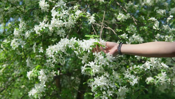 Blossoming Apple