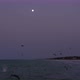 Pelicans Feeding at Dusk on the Shores of the Caribbean - VideoHive Item for Sale