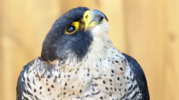 The peregrine falcon (Falco peregrinus) bird of prey portrait.	