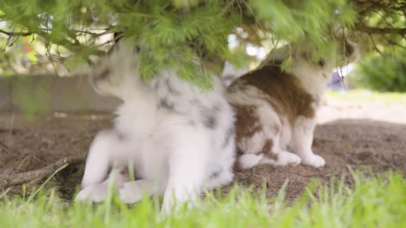 A Cute Little Puppy Plays with a Tree Branch  Another Puppy in the Background  Closeup