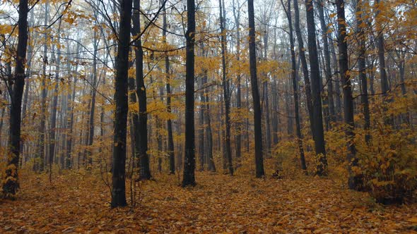 Yellow forest in the fog. Autumn landscape and nature walk.