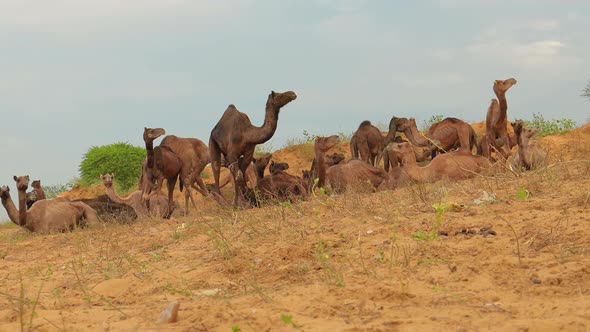 Camels at the Pushkar Fair, Also Called the Pushkar Camel Fair