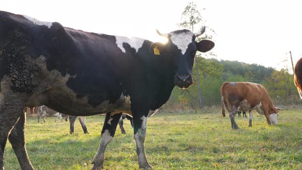 View on Cow Herd Grazing at Sunny Lawn. Cute Friendly Animals Eating Fresh Green Grass on Meadow