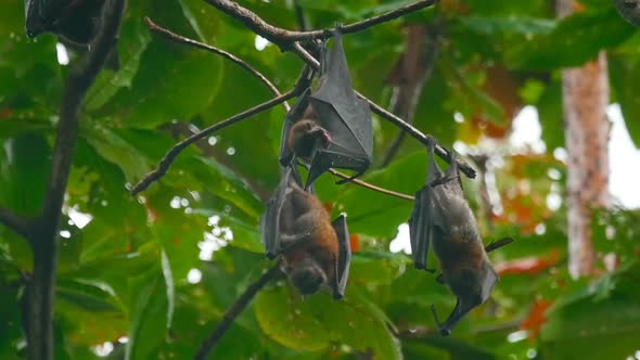 Flying Foxes Hanging on a Tree Branch and Washing Up