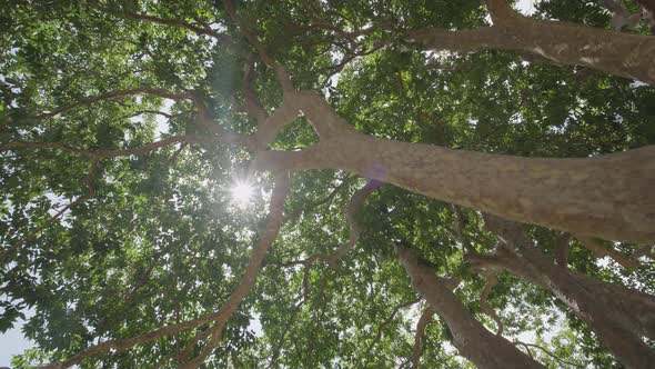 Low angle shots sun through green leaves trees woods forest summer.