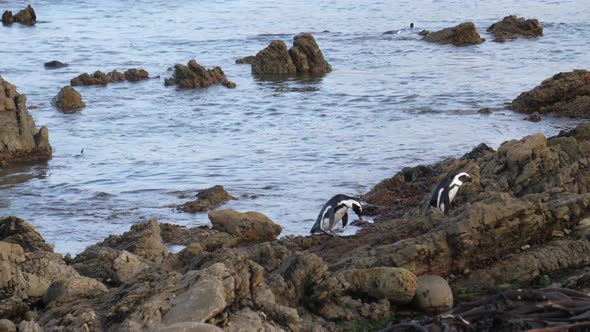 Penguins on the rocks and in the sea at Betty's Bay