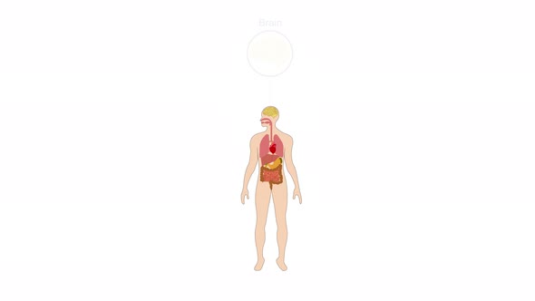 Animation of human Kidney diagram, Kidney of human