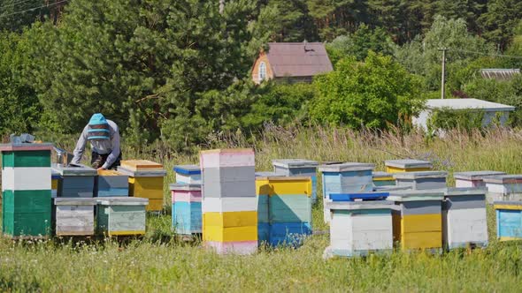 Apiary in the village.