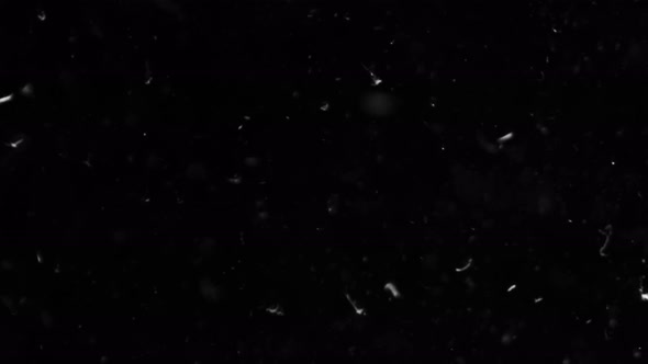 Feathers Falling alt