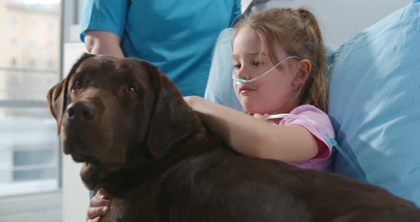 Close Up of Sick Little Girl with Nasal Oxygen Tube Stroking Brown Labrador Lying in Hospital Bed
