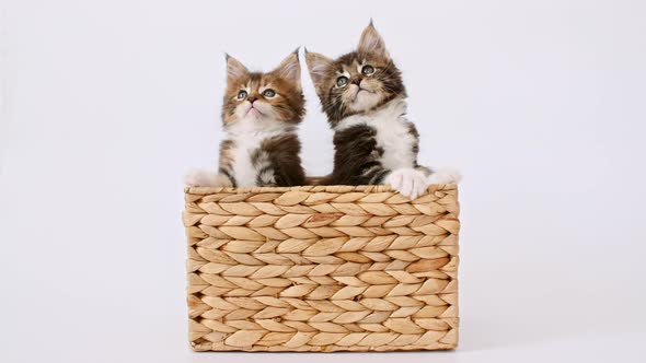 Striped Grey Kittens Playing in a Basket on a White Background