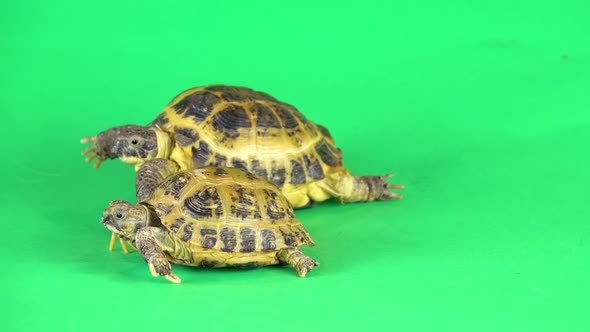 Turtles on a Green Background Screen