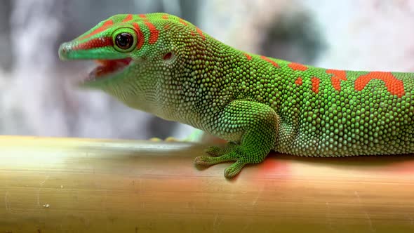 Giant day gecko eating a bug as it is in bamboo