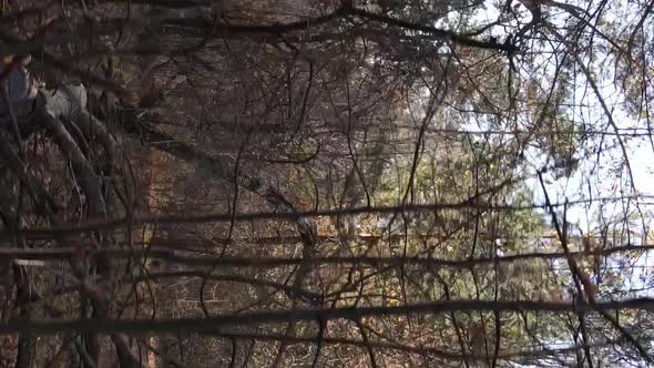 Vertical Video of Forest Landscape in Autumn Slow Motion