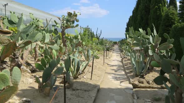 Cactuses in botanical garden