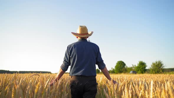 Agronomist walking in the agricultural field and looking at growing wheat. 