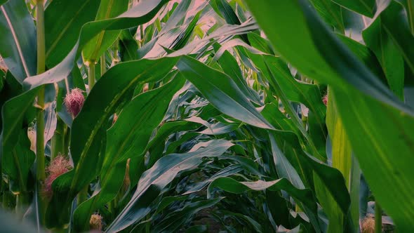 Walking In Corn Field Pov At Sunrise