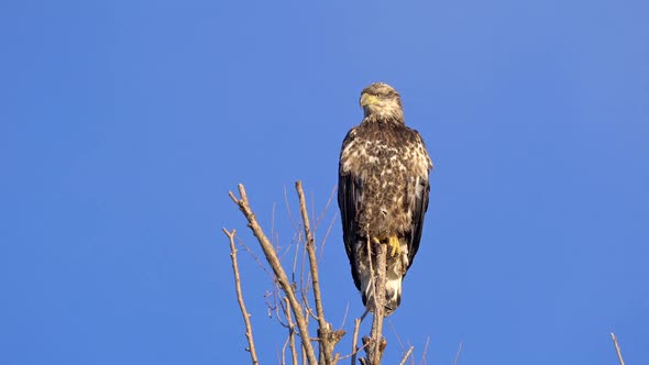 Bald Eagle Juvenile sitting in tree top looking around