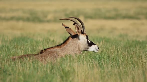 Roan Antelope In Grassland