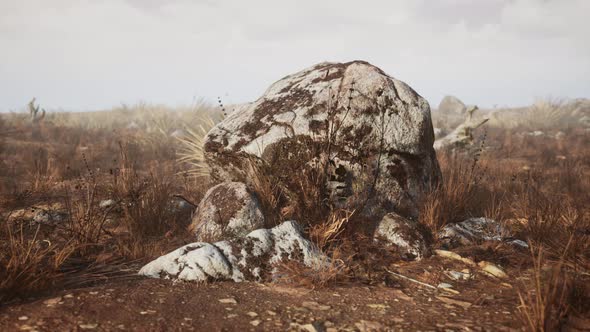 Dry Grass and Rocks Landscape