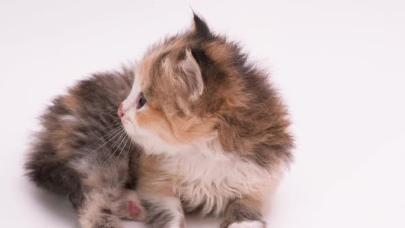 Little Fluffy Kitten of Red White Black Color Lies on Its Back and Licks Itself