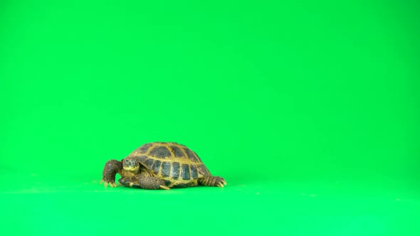 Turtle on a Green Background Screen