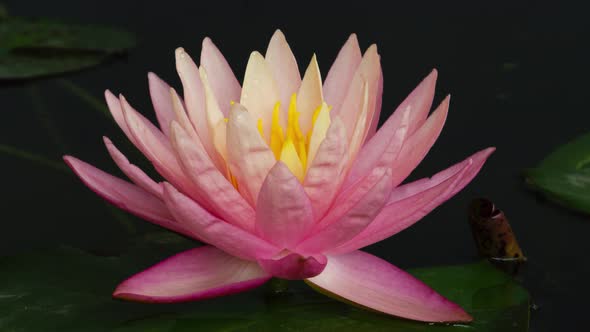 Timelapse of Pink Lotus Water Lily Flower Opening in Pond, Waterlily Blooming