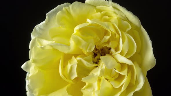 Yellow Rose Blossom 2