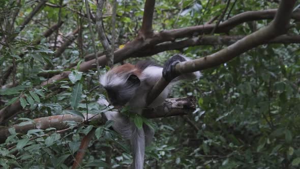 Red Colobus Monkey Sitting on Branch in Jozani Tropical Forest Zanzibar Africa