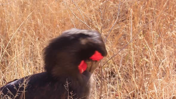 Close up: Southern Ground Hornbill with luscious lashes grooms himself