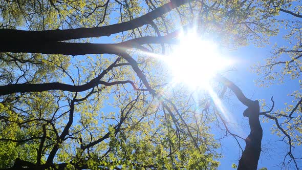 Vertical Video of the Forest in the Spring on a Sunny Day