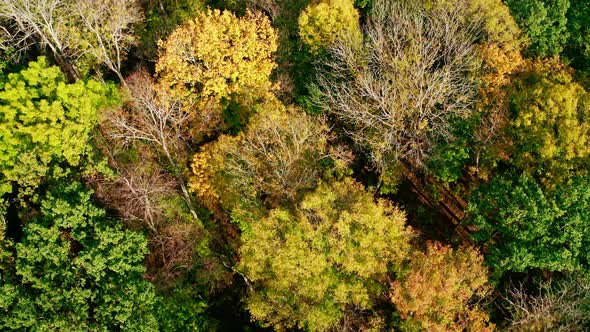 Natural background of colorful forest.