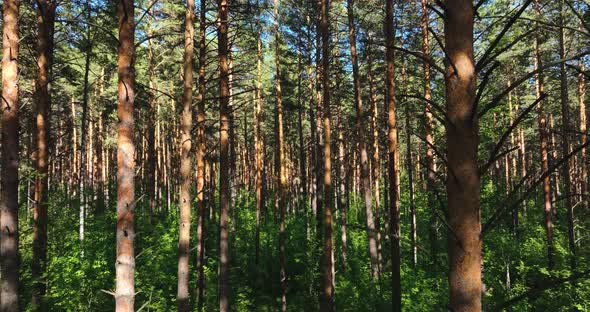 Flight among the pine forest in summer. Pinery. Aerial view